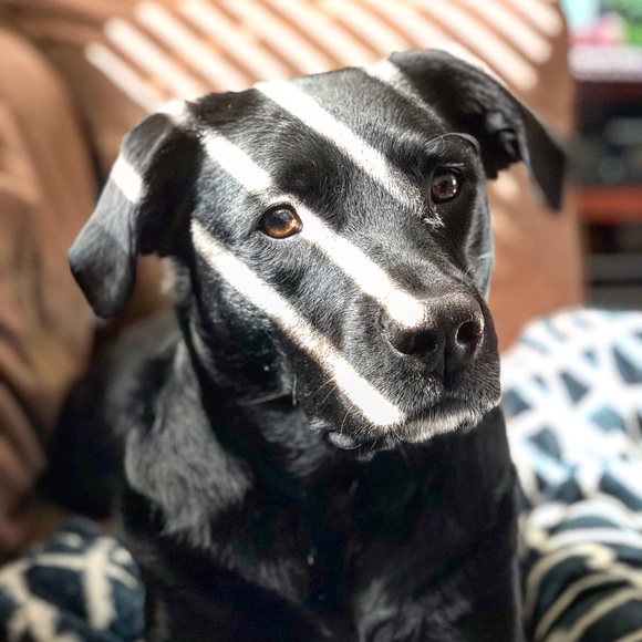 Meet your Posher, Vanessa - Picture 1 of 1